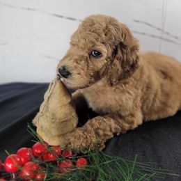Poodle Puppies from Athena Smiles Standard Poodles