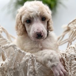 Poodle and Pyredoodle Puppies from Wild suns farm