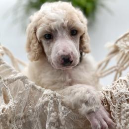 Poodle and Pyredoodle Puppies from Wild suns farm