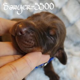 Red Rust male - 5500 - Red and rust male Doberman Pinscher puppy in Aurora, Indiana from Double-Take Doberman Kennels
