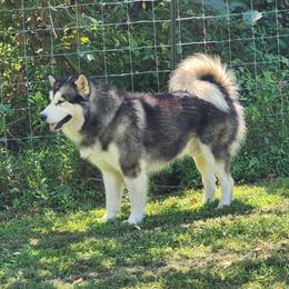 Atlas Jacob - Alaskan Malamute