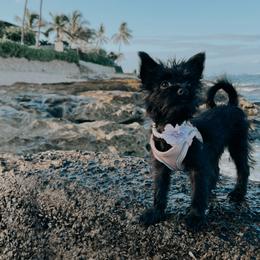 Mohini - Yorkshire Terrier