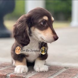 Dachshund Puppies from RRD