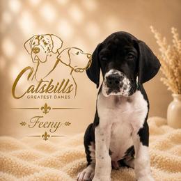 Feeny - Mantle male Great Dane puppy in Liberty, New York from Catskills Greatest Danes