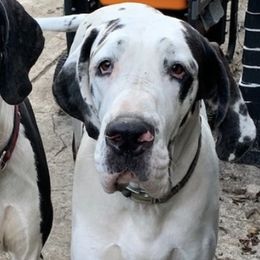 Great Danes from Charlie Plaza's Euro Great Danes