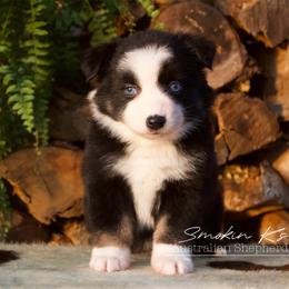 Cherry blossom - Black tri-color female Australian Shepherd puppy in Grapeland, Texas from Smokin K Aussies