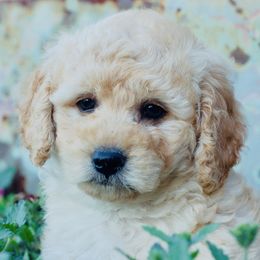 Sammy - Cream Goldendoodle puppy in Huntington, Arkansas from Prairie Creek Goldendoodles