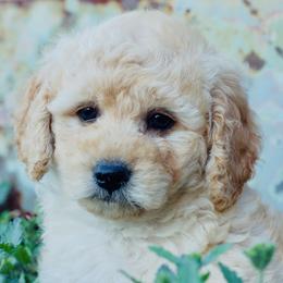 Sammy - Cream Goldendoodle puppy in Huntington, Arkansas from Prairie Creek Goldendoodles