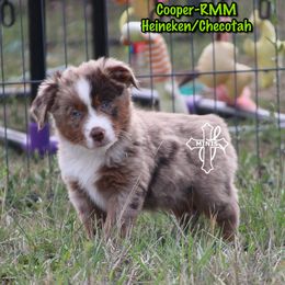 Cooper - Red merle male Miniature American Shepherd puppy in Elgin, Oregon from Cross L Miniature American Shepherds