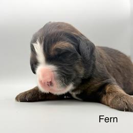 Fern - female Australian Mountain Doodle puppy in Chattanooga, Tennessee from River City Doodles TN
