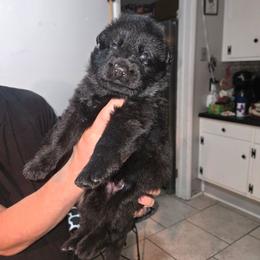 Blue collar - Black male German Shepherd puppy in Bethel, Ohio from Hughes Shepherds