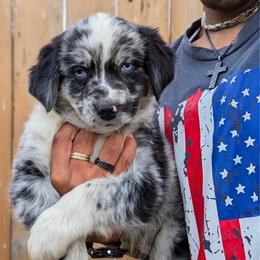 Bentley (Green collar) - Blue merle male Australian Shepherd puppy in Coulee City, Washington from Mr and Mrs Doodle Farm