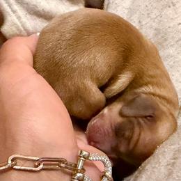 Bailey - Red female Dachshund puppy in Buffalo, New York from Flanagan’s Pride of Scotland