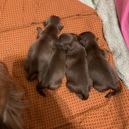 Shih Tzu Puppies from Mosley Kennel Shih Tzu
