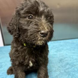 Nutter - Black female Sheepadoodle puppy in Chesapeake, Virginia from Doodle-Cove