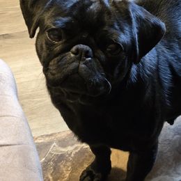 Bea - Pug