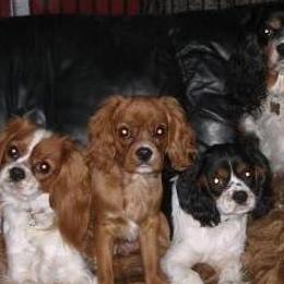 Cavalier King Charles Spaniels from Toscania Cavaliers