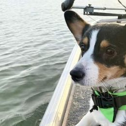 Pembroke Welsh Corgis from Sophie's Choice Corgis