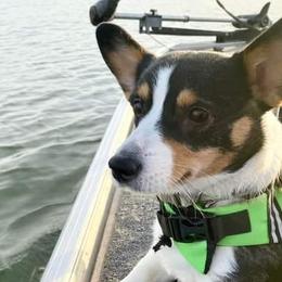 Pembroke Welsh Corgis from Sophie's Choice Corgis