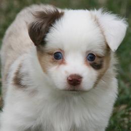 Poppy - Red merle female Miniature Australian Shepherd puppy in Fairview, South Dakota from Dakota Toy Aussies