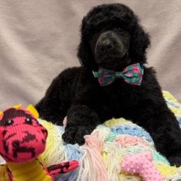Pinky - Black female Poodle puppy in Sedro Woolley, Washington from Best Friend Poodles