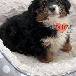 Aussiedoodle, Bernedoodle, Cockapoo, and Goldendoodle Puppies from Puppy Love Doodles