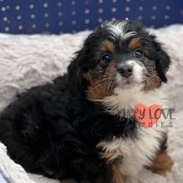Aussiedoodle, Bernedoodle, Cockapoo, and Goldendoodle Puppies from Puppy Love Doodles