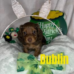 Dublin - Chocolate and cream male Dachshund puppy in Monitor, Washington from Shannon Dolly’s Dachshunds