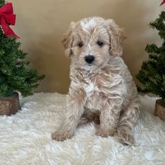 Smee - Gold male Bordoodle puppy in Valley Center, California from Circle R Valley Bordoodls