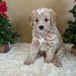 Smee - Gold male Bordoodle puppy in Valley Center, California from Circle R Valley Bordoodls