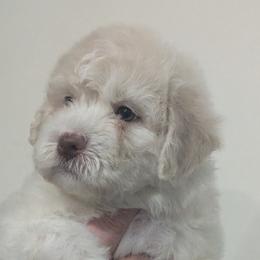 Mimì - White female Lagotto Romagnolo puppy in Coos Bay, Oregon from Royal and Loyal Lagotto Romagnolo