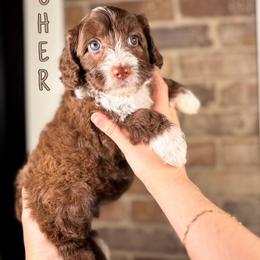 Ocher - Chocolate female Australian Labradoodle puppy in Decatur, Alabama from Southern Meadows Doodles