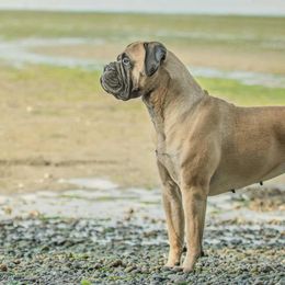 Bullmastiffs from Mearas Bullmastiffs