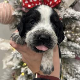 Dark blue boy - Tri-Roan male English Springer Spaniel puppy in Lincoln, Texas from LeeCo. Springers