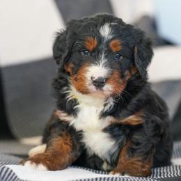 Jade - Tri-color female Bernedoodle puppy in Dundee, Ohio from Down Home Doodle