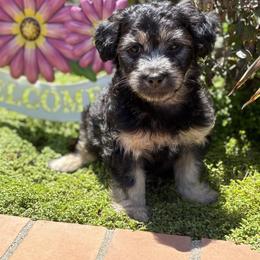 Maltipoo Puppies from Sunshine’s Maltipoo’s