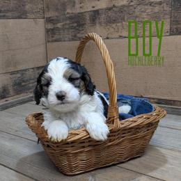 Huckleberry - Tri-color male Bernedoodle puppy in Cambridge, Minnesota from Country Meadow Doodles