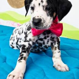 Duffy - White black and tan female Dalmatian puppy in Sedalia, Missouri from Missouri Dalmatians