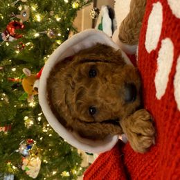 Poodle Puppies from Monte's poodles