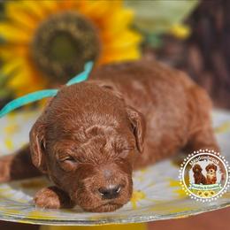 Bellagio - Red  male Poodle puppy in Salem, Missouri from Meadowbrook Poodles