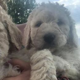 Bernedoodles, Labradoodles, and Poodles from Painted Doodles and Poodles LLC