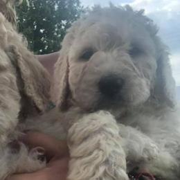 Bernedoodles, Labradoodles, and Poodles from Painted Doodles and Poodles LLC
