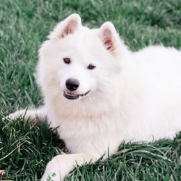 Kyra - Samoyed