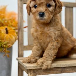 Reba - Red  female Goldendoodle puppy in Queen Creek, Arizona from Goldendoodle AZ