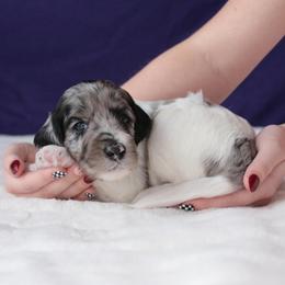 Audi - Blue merle male Aussiedoodle puppy in Springfield, Missouri from Aspen River Doodles