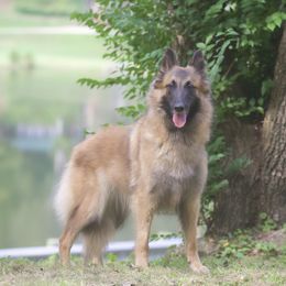 Peru - Belgian Tervuren