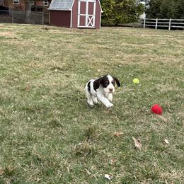 English Springer Spaniel Puppies from Soaring Springers