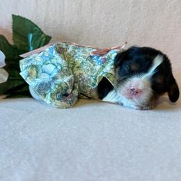 Cavalier King Charles Spaniel Puppies from Zodiac KKCavaliers