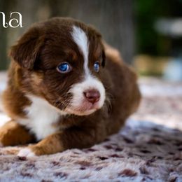 Athena - Red tri-color Australian Shepherd puppy in Coldwater, Michigan from Northern Star Australian Shepherds