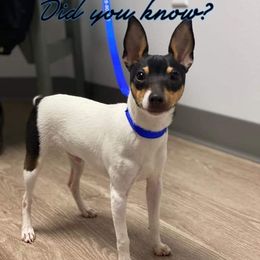 Groovy - Toy Fox Terrier